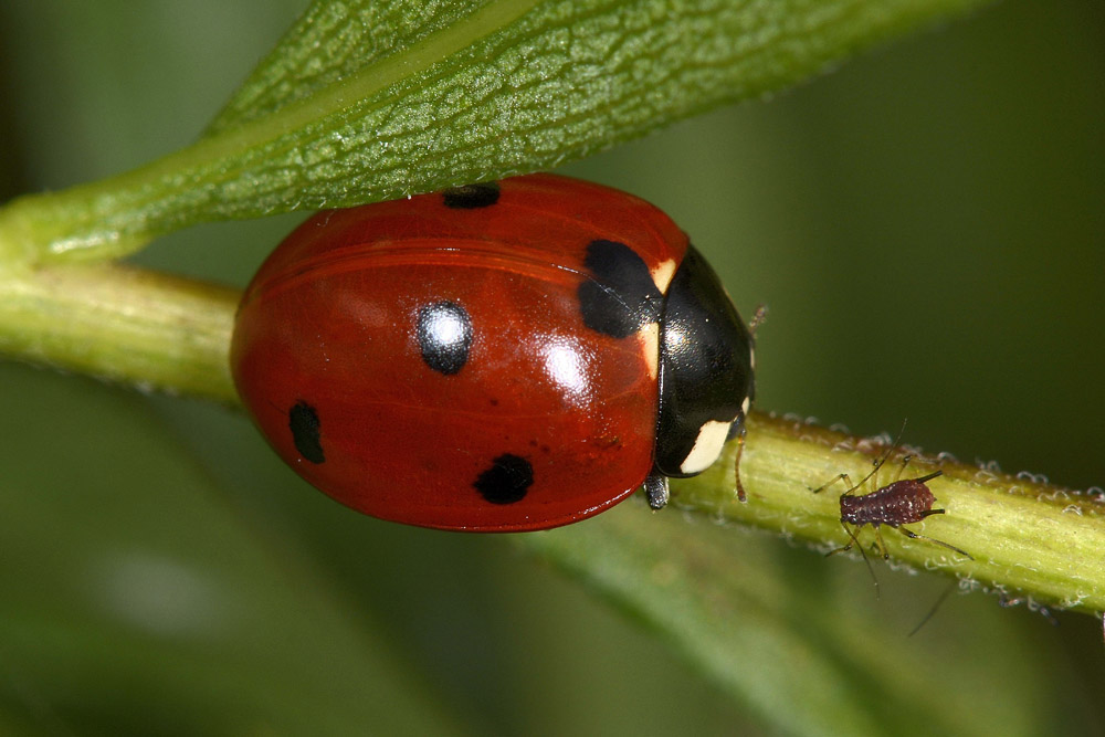 Coccinella septempunctata. Questioni di precedenza